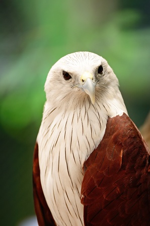 Brahminy Kite (Haliastur indus), face profileの写真素材
