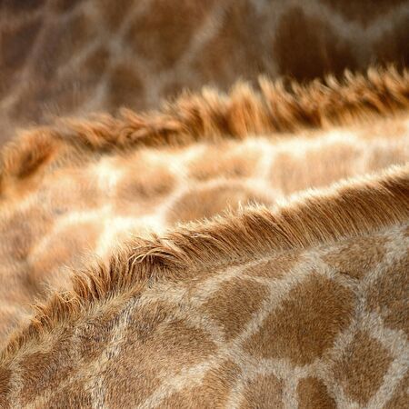 Genuine leather skin of Giraffe (Girafta camelopardalis) の写真素材
