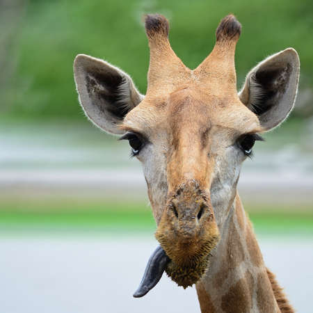 Funny face of Giraffe headの写真素材