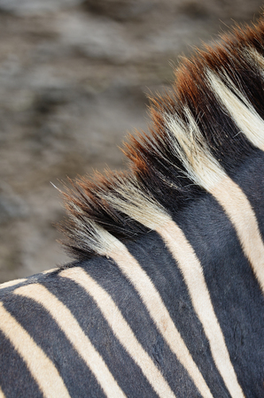 Animal skin, Common Zebra or Burchell's Zebra (Equus burchelli), striped background textureの写真素材