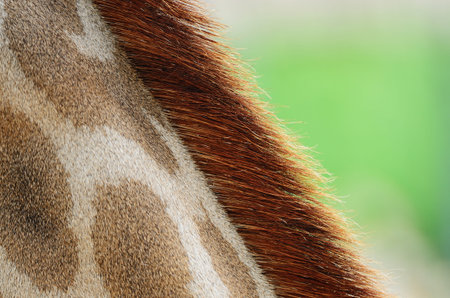 Genuine leather skin of Giraffe (Girafta camelopardalis) 