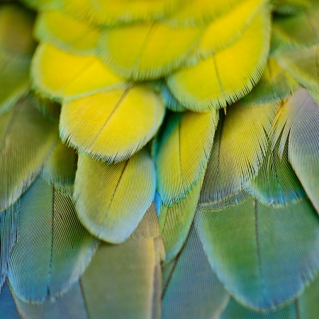Harlequin Macaw feathers, colorful background texture の写真素材