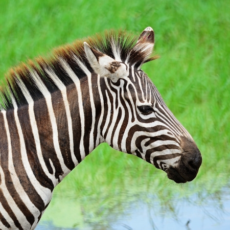 Face of Common Zebra or Burchellの写真素材