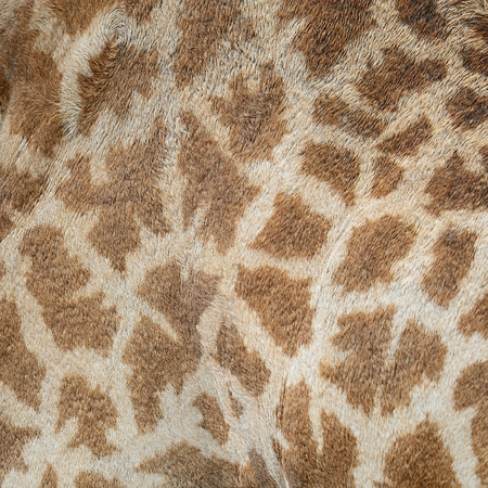 Genuine leather skin of Giraffe  Giraffa camelopardalis の写真素材