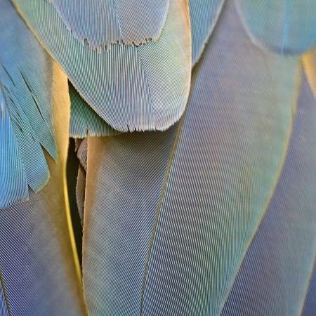 Colorful feathers, Harlequin Macaw feathers background textureの写真素材