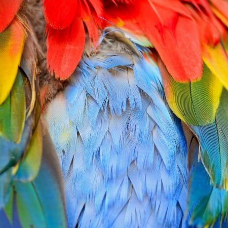 Multicolored feathers, Scarlet Macaw feathers background textureの写真素材