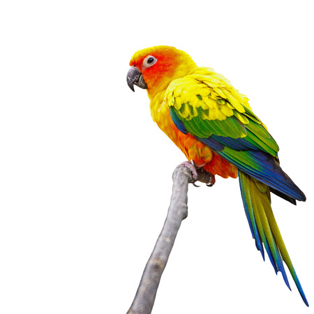 Beautiful colorful parrot, Sun Conure (Aratinga solstitialis), golden-yellow plumage and orange-flushed underparts and face, isolated on a white backgroundの写真素材