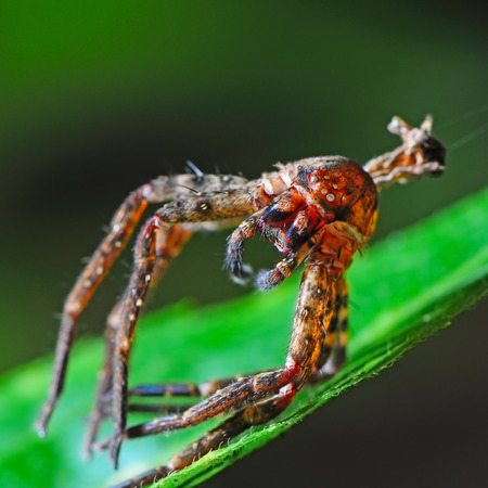 Macro of dead spider on green backgroundの写真素材