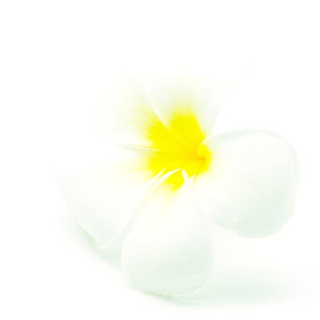 White and yellow fragrant flower, Plumeria or frangipani, isolated on a white backgroundの写真素材