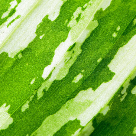 Green leaf abstract background texture