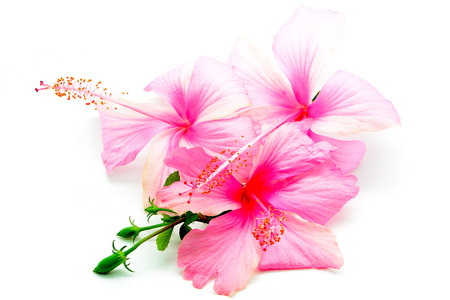 Colorful pink Hibiscus flower, isolated on a white backgroundの写真素材