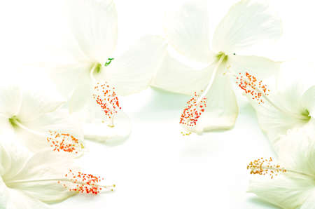White Hibiscus flower, isolated on a white backgroundの写真素材