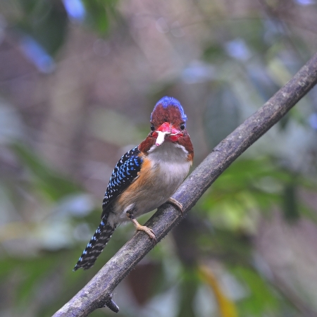 Colorful Kingfisher bird, male Banded Kingfisher (Lacedo pulchella) with prey, standing on the branch in feeding season, breast profileの写真素材