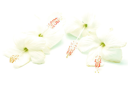 White Hibiscus flower, isolated on a white backgroundの写真素材