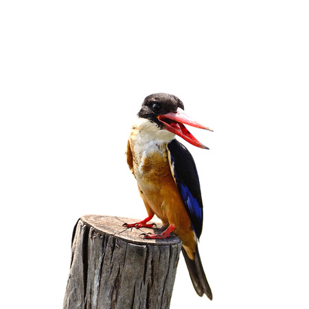 Colorful Kingfisher, Black-capped Kingfisher (Halcyon pileata) on a log, isolated on a white background の写真素材