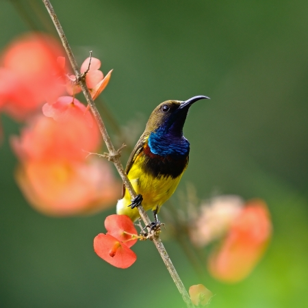 Beautiful yellow bird, male Olive-backed Sunbird (Cinnyris jugularis), standing on a branch, breast profile の写真素材