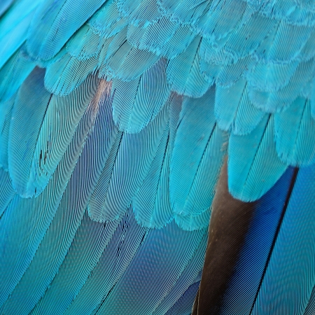 Pattern of Blue and Gold Macaw feathersの写真素材