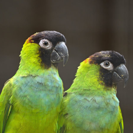 Beautiful Nanday Conure parrot (Aratinga nenday), face and breast profile