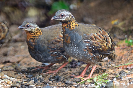 Colorful Partridge, couple of Rufous-throated Partridge (Arborophila rufogularis), side profileの写真素材