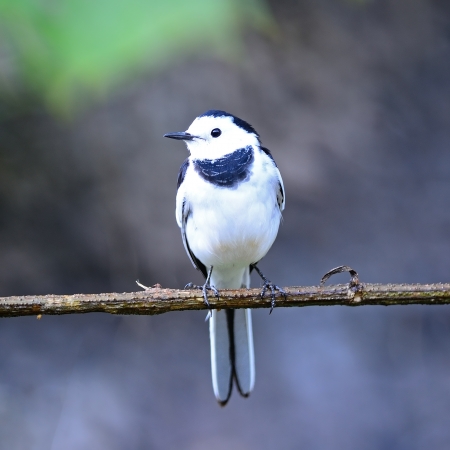 Beautiful white and black bird, male White Wagtail (Motacilla alba), standing on a branch, breast profileの写真素材