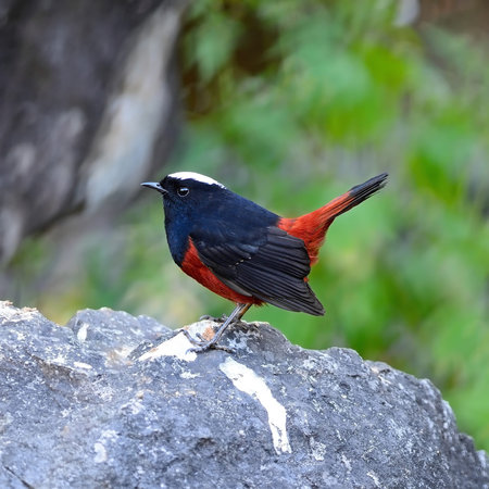 Beautiful red and black bird, White-capped Water Redstart (Chaimarrornis leucocephalus), standing on...
