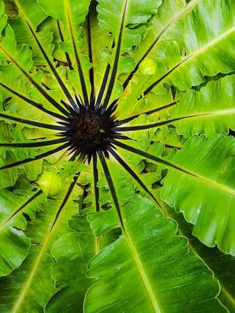 Fern leaf pattern abstract backgroundの素材