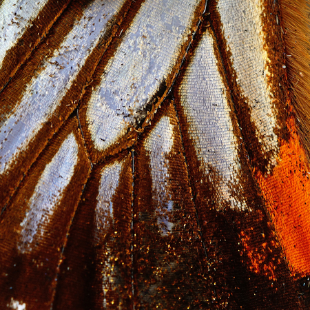 Macro closeup of butterfly wing backgroundの写真素材