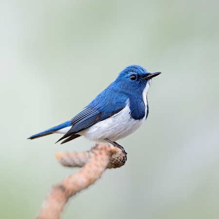 Colorful blue and white bird, male Ultramarine Flycatcher (Ficedula superciliaris) , perching on a branch, breast and side profileの写真素材
