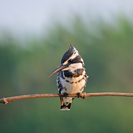 Black and white Kingfisher, male Pied Kingfisher  Ceryle rudis , standing on a branch, breast profileの写真素材