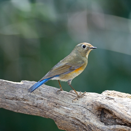 Brown and blue bird, female Red-flanked Bluetail  Tarsiger cyanurus , standing on the log, back profileの写真素材