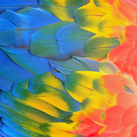 Scarlet Macaw feathers, colorful background texture の写真素材