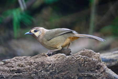 Brown bird, White-browed Laughingthrush (Pterorhinus sannio), uncommon species of Laughingthrush bird, standing on the log, side profileの写真素材