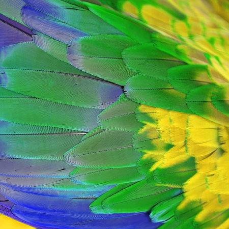 Beautiful background of Greenwinged Macaw feathers pattern, filter image