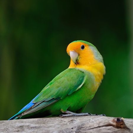 Beautiful bird, Lovebird, standing on the log, breast profile
