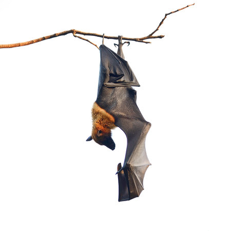 Large Bat, Hanging Flying Fox (Pteropus vampyrus), during the sleeping period in nature backgroundの写真素材