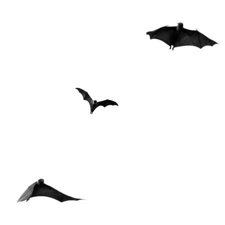 Large Bat, Hanging Flying Fox (Pteropus vampyrus) in monochromeの写真素材