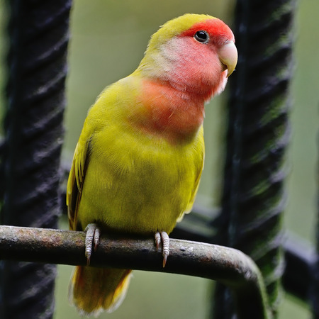 Beautiful bird, Lovebird, standing on the steel rod, face and breast profileの写真素材