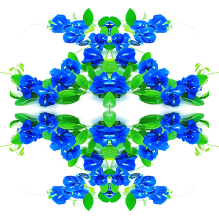 Seamless pattern made from blue flower, Butterfly Pea, Pigeon Wings, Blue Peaの写真素材