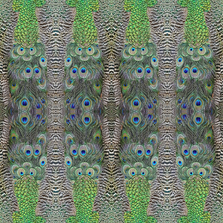 Beautiful background made from Green Peafowl feathersの写真素材