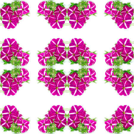 Colorful star pink petunia, isolated on a white backgroundの写真素材