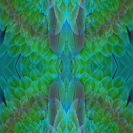 Beautiful green and blue bird feathers, Harlequin Macaw feathersの写真素材