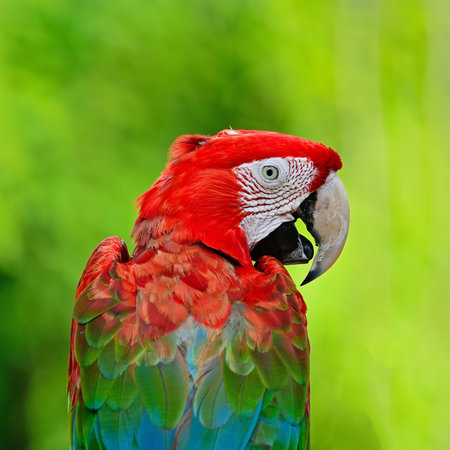Colorful green and red parrot, Greenwinged Macaw aviary, back profile