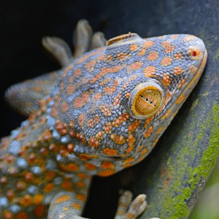 Beautiful gecko lizard, face and eye profileの写真素材