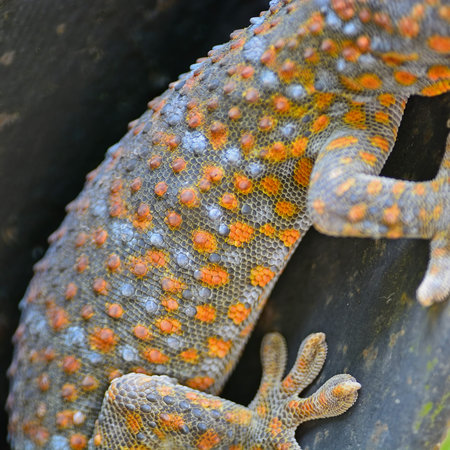 Beautiful gecko lizard, body and  pattern profileの写真素材