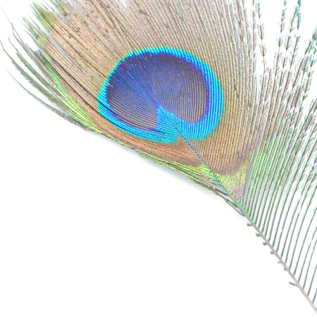 Beautiful green Peacock feathers pattern abstract, isolated on a white backgroundの写真素材