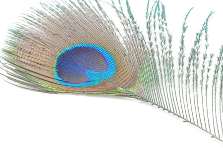 Beautiful green Peacock feathers pattern abstract, isolated on a white background