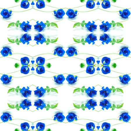 Blue Pea flower, isolated on a white backgroundの写真素材