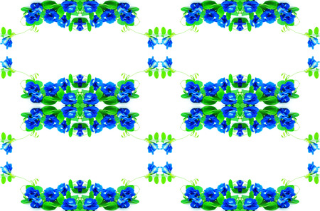 Blue flower, Butterfly Pea, Pigeon Wings, Blue Pea, isolated on a white backgroundの写真素材