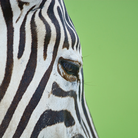 Animal skin, Common Zebra or Burchell's Zebra (Equus burchelli), striped background textureの写真素材