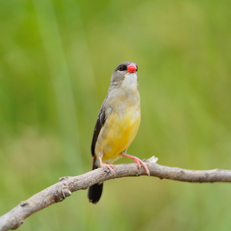 Beautiful red bird, mature female Red Avadavat (Amandava amandava) on the breeding plumage season, breast profileの写真素材